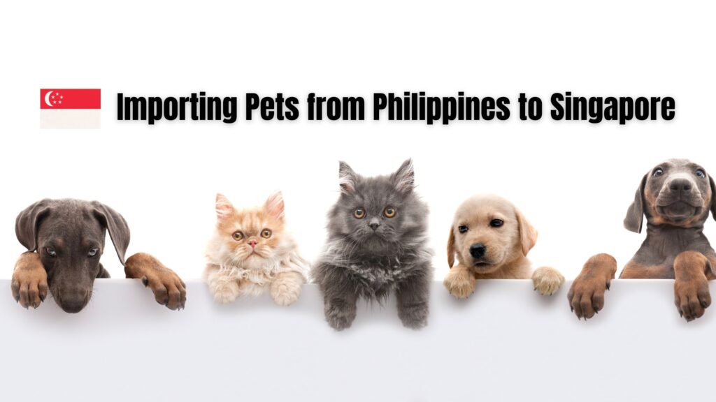 【地獄すぎた】フィリピンからシンガポールにペットを連れて行く手続き 旅リーマンどっとこむ