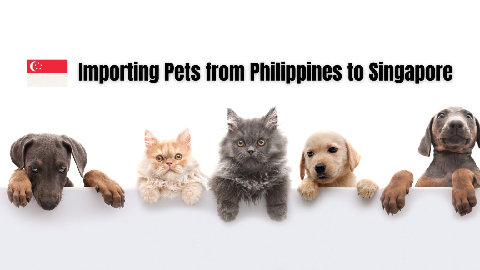 【地獄すぎた】フィリピンからシンガポールにペットを連れて行く手続き 旅リーマンどっとこむ